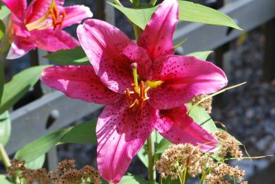 Lilium orientalis 'Sensi' - lilie východní